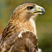 Red-tailed Hawk Close-up Poster