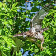 Red-tailed Hawk Fledgling Flying Poster