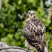 Red-tailed Hawk Light Morph Poster