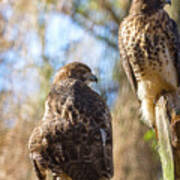 Red-tailed Hawk Mates - Buteo Jamaicensis Poster