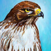 Red Tailed Hawk Portrait Poster