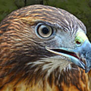 Red-tailed Hawk Portrait Poster