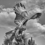 Red Tailed Hawk Wings Bw Poster