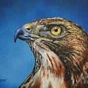 Red-tailed Hawk......honor Poster