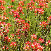 Red Texas Wildflowers Poster