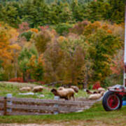 Red Tractor And Sheep In Fall Foliage Poster