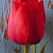 Red Tulip Poster