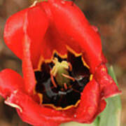 Red Tulip Poster
