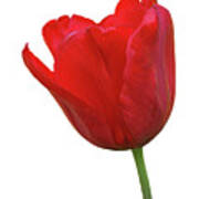 Red Tulip Open On White Poster