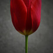 Red Tulip Poster