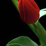 Red Tulip. Poster