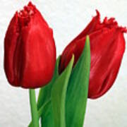 Red Tulips On White Poster