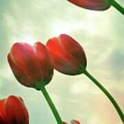 Red Tulips With Cloudy Sky Poster