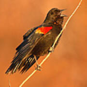 Red-winged Blackbird Belting Out Spring Song Poster