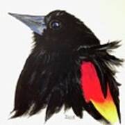 Red Winged Blackbird Poster