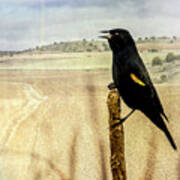 Red-winged Blackbird Poster