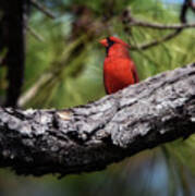 Redbird In The Pines Poster