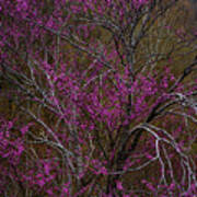 Redbud In The Spring Woods Poster
