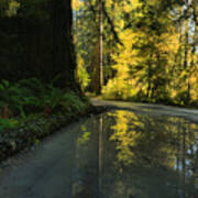 Redwood Reflecitons Landscape Poster
