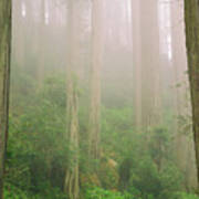 Redwoods Fog Poster