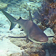 Reef Shark 2 Poster