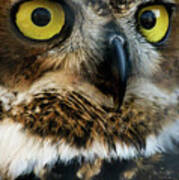 Reelfoot Lake Owls Poster