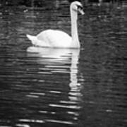 Reflection Of A White Swan 2 Poster