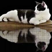 Reflection Of Black And White Cat Poster