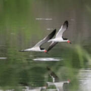 Reflection Of Skimmers Over The Pond Poster