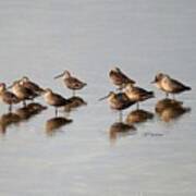 Reflections Of Dowitchers Poster