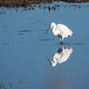 Reflections White Egret Poster