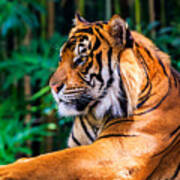 Regal Tiger Poster