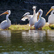 Relaxing American White Pelicans Poster