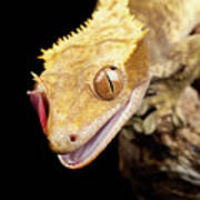 Reptile Close Up With Tongue Poster