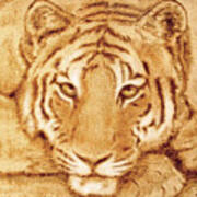 Resting Tiger Poster