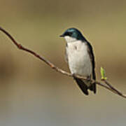 Resting Tree Swallow Poster