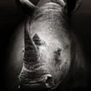 Rhinoceros Portrait Poster