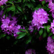 Rhododendron Flowers Poster