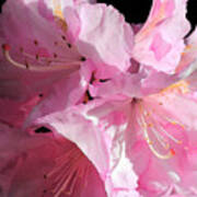 Rhododendron On Black Poster