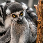 Ring Tailed Lemur Poster