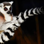 Ring-tailed Lemur Poster