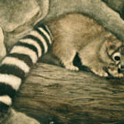 Ringtail Cat Poster