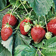Ripe Strawberries Poster