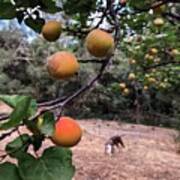 Ripening Apricots And A Dog Poster