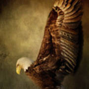 Rise Up Bald Eagle Art Poster