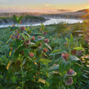 Rising Sun Backlights Milkweed Along Nippersink Creek In Glacial Park Poster