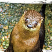 River Otter 1 Poster