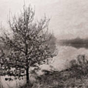 Riverside Tree In The Fog. Poster