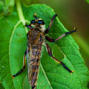 Robber Fly 1 Poster