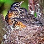 Robin Chicks Poster